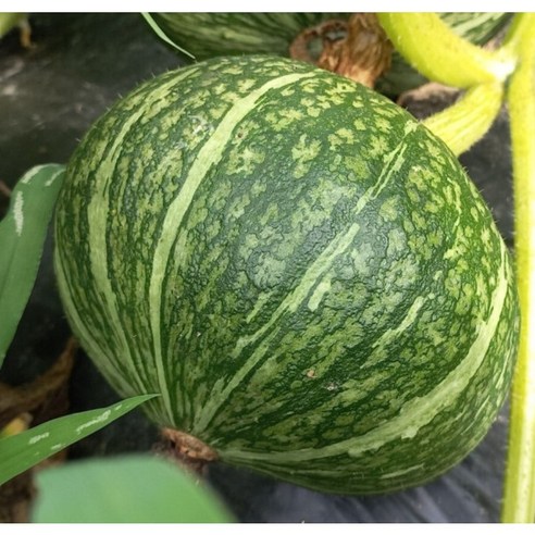 청정산골 단호박 단밤호박 생산자 직송, 1개, 중과500g~700g