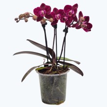 Phalaenopsis Cartagena mit dunklen bordeauxroten Blüten und 3 Rispen Phalaenopsis Cartagena mit dunklen bordeauxroten Blüten und 3 Rispen