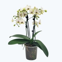 Phalaenopsis White Coco mit weißen Blüten und 3 Rispen Phalaenopsis White Coco mit weißen Blüten und 3 Rispen