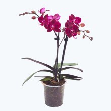 Phalaenopsis Cartagena mit dunklen bordeauxroten Blüten und 2 Rispen Phalaenopsis Cartagena mit dunklen bordeauxroten Blüten und 2 Rispen