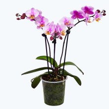 Phalaenopsis Roskilde mit zartrosa Blüten und 3 Rispen Phalaenopsis Roskilde mit zartrosa Blüten und 3 Rispen