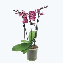 Phalaenopsis Purple Rain mit lila-gefleckten Blüten und 3 Rispen Phalaenopsis Purple Rain mit lila-gefleckten Blüten und 3 Rispen