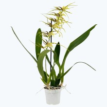 Spinnenorchidee Brassia Fabian mit 2+ Rispen Spinnenorchidee Brassia Fabian mit 2+ Rispen