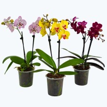 Phalaenopsis Farbmix im 3er Set mit 2 Rispen Phalaenopsis Farbmix im 3er Set mit 2 Rispen