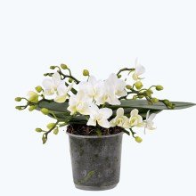 Bonsaiorchidee Nazare mit weißen Blüten und 5+ Rispen Bonsaiorchidee Nazare mit weißen Blüten und 5+ Rispen