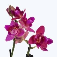 Pelorische Orchidee Table Dance Pink Flamingo mit pinken Blüten und 2 Rispen Pelorische Orchidee Table Dance Pink Flamingo mit pinken Blüten und 2 Rispen