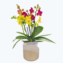 Cocktail Orchidee mit gelb-roten Blüten und 4+ Rispen, Keramik und Dekovlies Cocktail Orchidee mit gelb-roten Blüten und 4+ Rispen, Keramik und Dekovlies