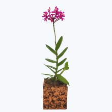 Epidendrum Nordic Fire Pink mit 1 Rispe im Korkquader Epidendrum Nordic Fire Pink mit 1 Rispe im Korkquader