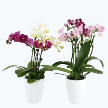 Cocktail Orchideen im 2er Set mit 3+ Rispen inkl. Keramik Cocktail Orchideen im 2er Set mit 3+ Rispen inkl. Keramik