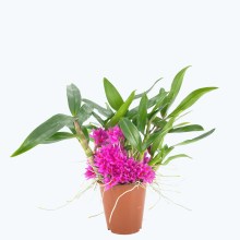 Dendrobium Hibiki mit pinken Blüten Dendrobium Hibiki mit pinken Blüten