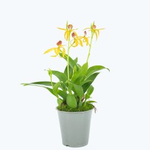 Encyclia Jasper mit orange-gelben Blüten und 1+ Rispen Encyclia Jasper mit orange-gelben Blüten und 1+ Rispen