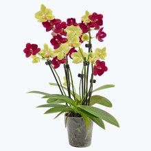 Cocktail Orchidee mit gelb-roten Blüten und 5+ Rispen Cocktail Orchidee mit gelb-roten Blüten und 5+ Rispen