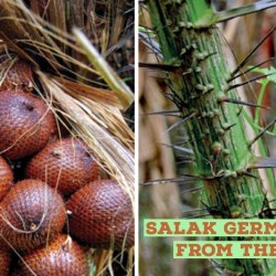 Resep Biji Salak Sederhana: Nikmat dan Menyehatkan Resep Biji Salak Sederhana: Nikmat dan Menyehatkan