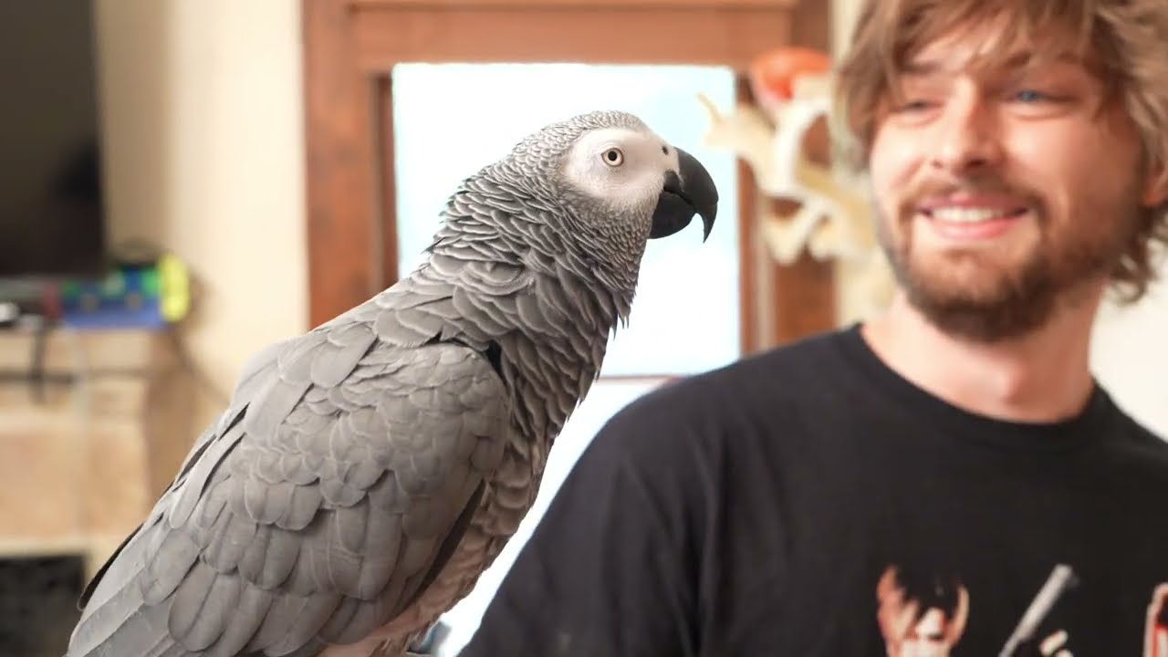 Shrimp is Bugs? Live with Apollo Shrimp is Bugs? Live with Apollo