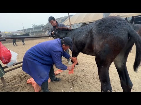 What a pain! The leaky hoof has plagued the donkey for 7 years and cannot be eradicated. Can a 65-year-old master use unique hoof trimming skills to cure the donkey? What a pain! The leaky hoof has plagued the donkey for 7 years and cannot be eradicated. Can a 65-year-old master use unique hoof trimming skills to cure the donkey?