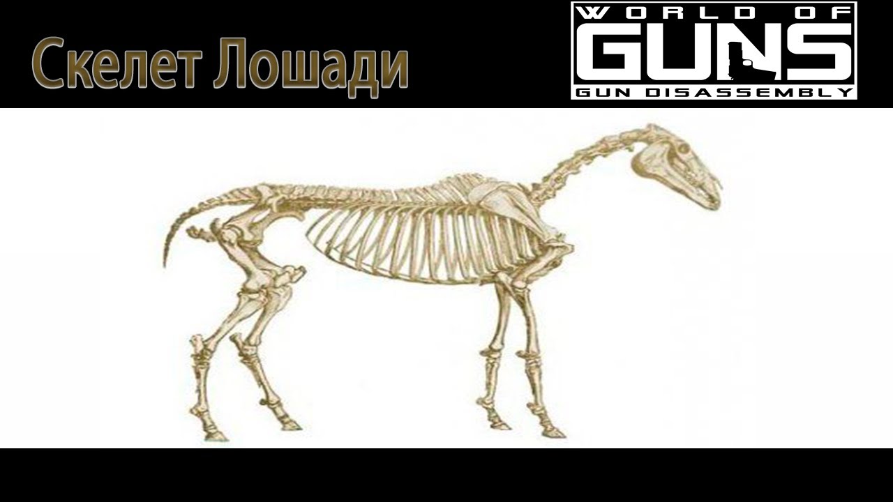 Horse Skeleton complete disassembly and assembly in World of Guns: Horse Skeleton complete disassembly and assembly in World of Guns: