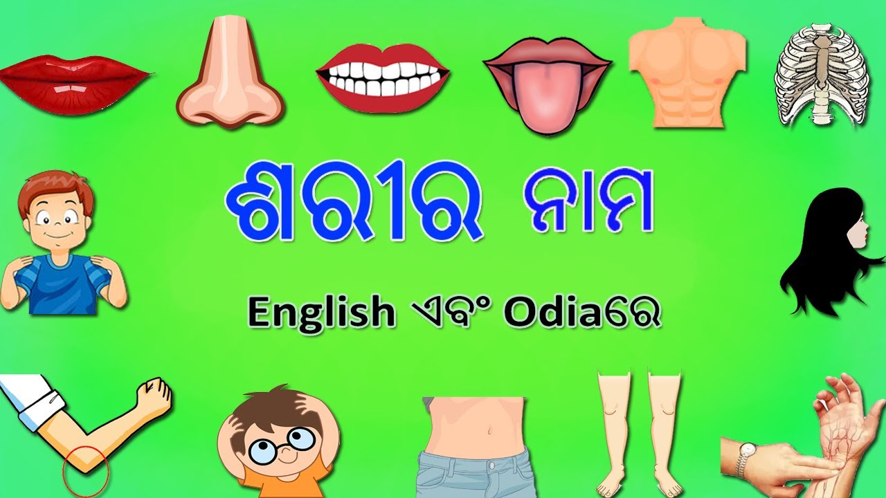 Body Parts Name In Odia|Human body part in Odia|Odia Body Parts Name In Odia|Human body part in Odia|Odia