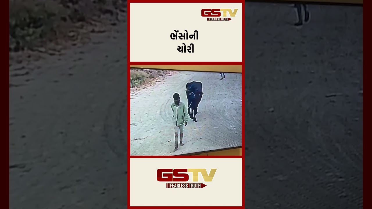 ભેંસોની ચોરી ભેંસોની ચોરી