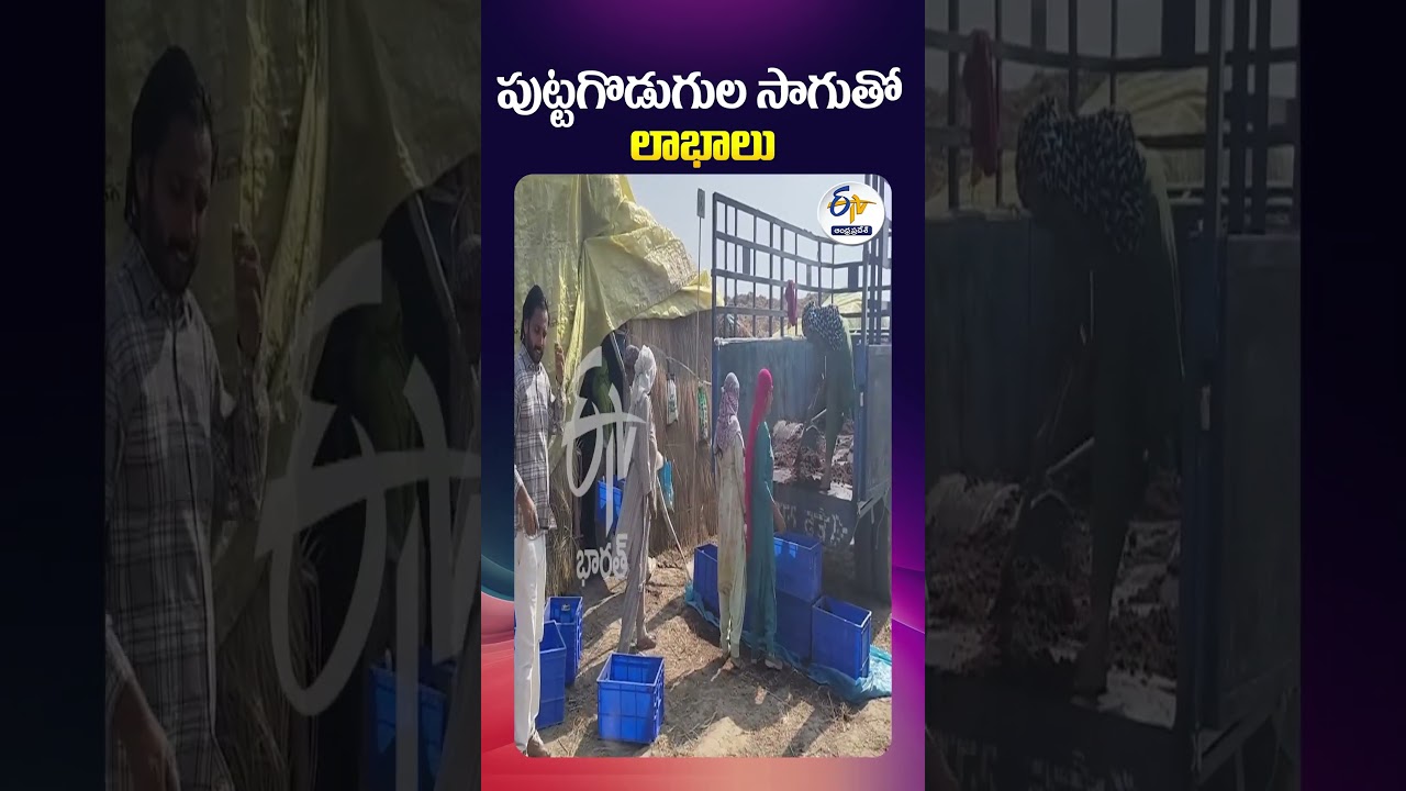 పుట్టగొడుగుల సాగుతో లాభాలు పుట్టగొడుగుల సాగుతో లాభాలు