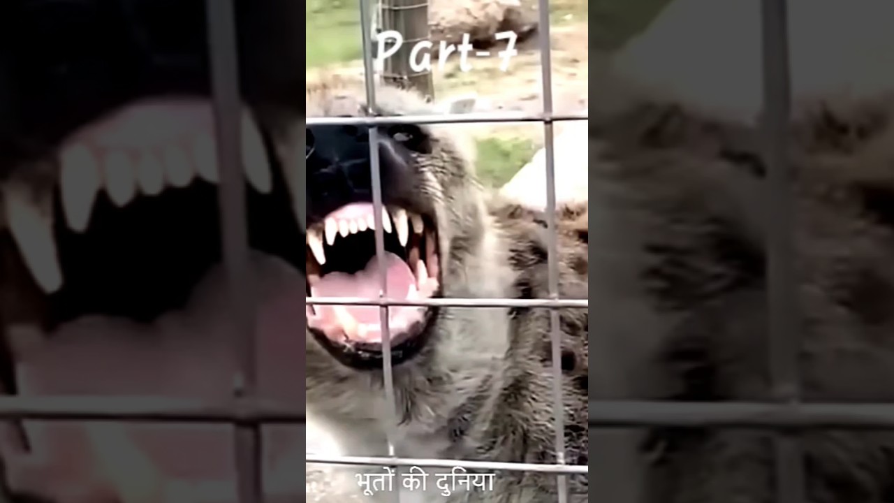 BHANGARH FORT KI BHUTIYA KAHANI | INDIA’S MOST HAUNTED FORT #horror #bhangarhfort #short #shortfeed BHANGARH FORT KI BHUTIYA KAHANI | INDIA’S MOST HAUNTED FORT #horror #bhangarhfort #short #shortfeed