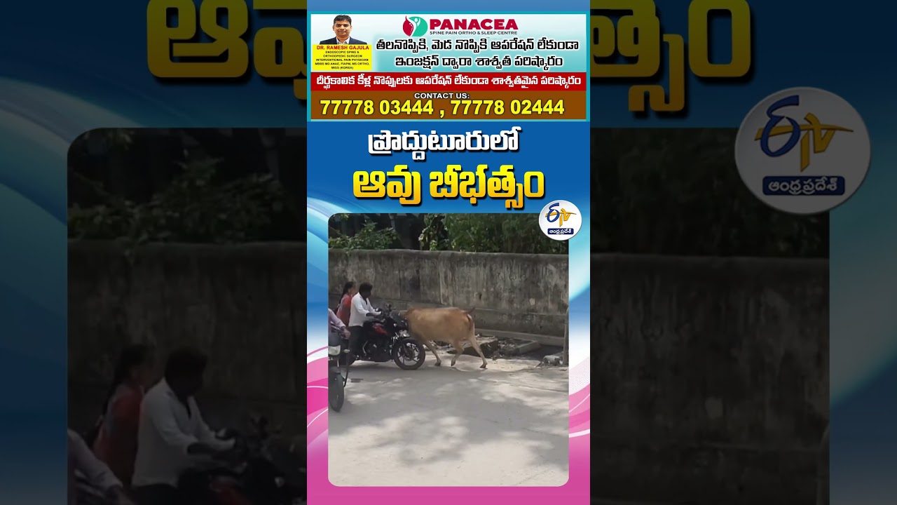 ప్రొద్దుటూరులో ఆవు బీభత్సం ప్రొద్దుటూరులో ఆవు బీభత్సం