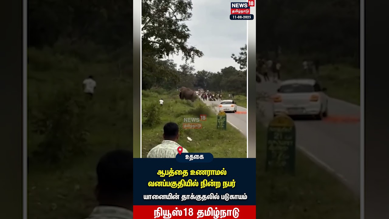 Elephant Video | ஆபத்தை உணராமல் வனப்பகுதியில் நின்ற நபர் – யானை தாக்கும் காட்சி | N18S Elephant Video | ஆபத்தை உணராமல் வனப்பகுதியில் நின்ற நபர் – யானை தாக்கும் காட்சி | N18S
