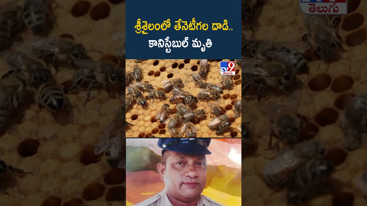 Honey Bee Attack | శ్రీశైలంలో తేనెటీగల దాడి..కానిస్టేబుల్ మృ*తి – TV9 Honey Bee Attack | శ్రీశైలంలో తేనెటీగల దాడి..కానిస్టేబుల్ మృ*తి – TV9