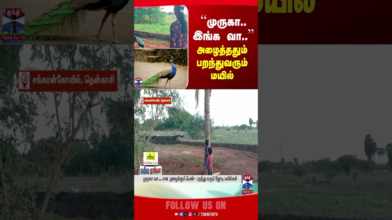 lordmurugan | peacock | viralvideo | birds | wildlife lordmurugan | peacock | viralvideo | birds | wildlife