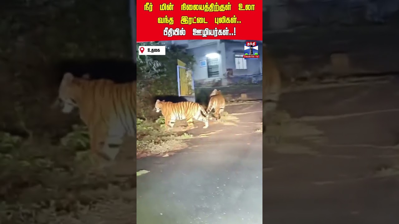 tiger | ooty tiger | ooty