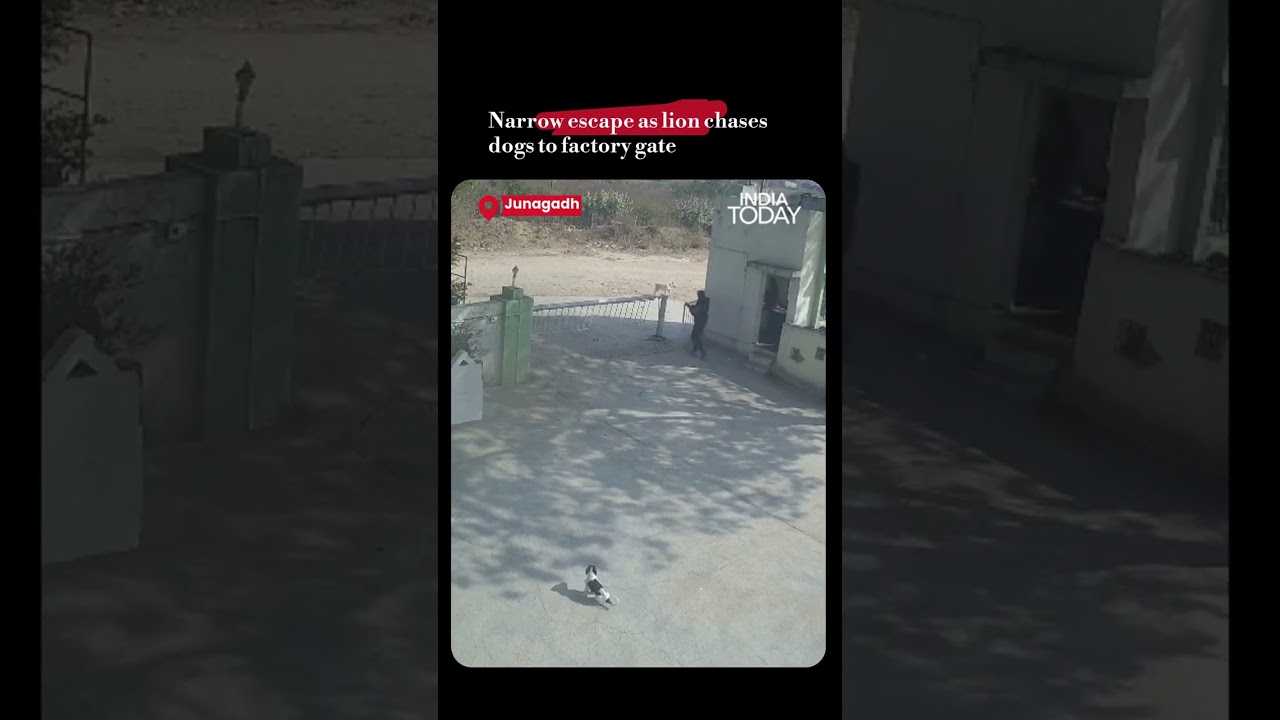 Video Video: Narrow Escape As Lion Chases Dogs To Factory Gate Video Video: Narrow Escape As Lion Chases Dogs To Factory Gate