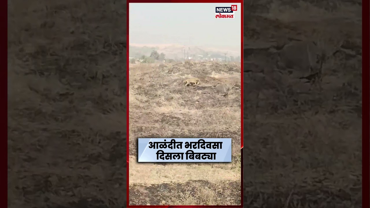 Leopard News Today | आळंदीत बिबट्याचं दर्शन, नागरिकांमध्ये भीतीचं वातावरण | Marathi News Leopard News Today | आळंदीत बिबट्याचं दर्शन, नागरिकांमध्ये भीतीचं वातावरण | Marathi News