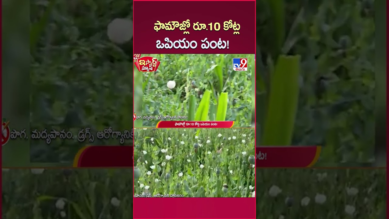 iSmart News : ఫామౌజ్లో రూ.10 కోట్ల ఒపియం పంట! – TV9 iSmart News : ఫామౌజ్లో రూ.10 కోట్ల ఒపియం పంట! – TV9