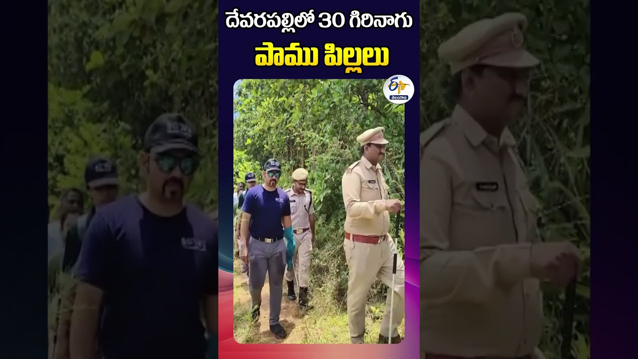 దేవరపల్లిలో 30 గిరినాగు పాము పిల్లలు దేవరపల్లిలో 30 గిరినాగు పాము పిల్లలు