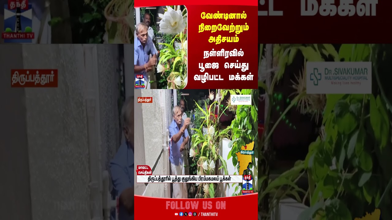 tiruppattur | brahmakamalflower | BrahmaKamalam | districtnews | thanthitv tiruppattur | brahmakamalflower | BrahmaKamalam | districtnews | thanthitv