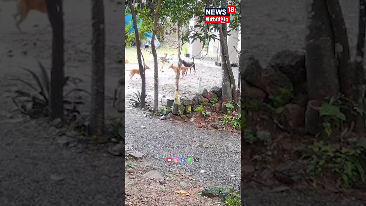 വീട്ടു മുറ്റത്ത് കളിച്ചുകൊണ്ടിരുന്ന കുട്ടിക്ക് നേരെ പാഞ്ഞടുത്ത് തെരുവുനായ കൂട്ടം; ദൃശ്യങ്ങൾ പുറത്ത് വീട്ടു മുറ്റത്ത് കളിച്ചുകൊണ്ടിരുന്ന കുട്ടിക്ക് നേരെ പാഞ്ഞടുത്ത് തെരുവുനായ കൂട്ടം; ദൃശ്യങ്ങൾ പുറത്ത്