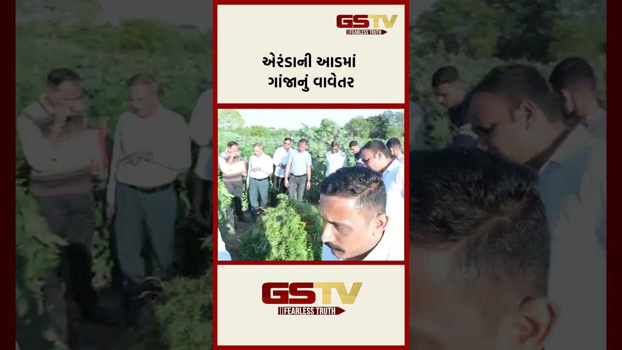 એરંડાની આડમાં ગાંજાનું વાવેતર એરંડાની આડમાં ગાંજાનું વાવેતર