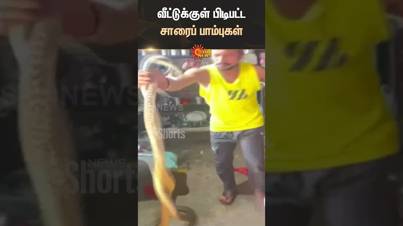 Snake Caught in House | Bihar | Brave Man | Catches Snake in Hand | Sun News Snake Caught in House | Bihar | Brave Man | Catches Snake in Hand | Sun News