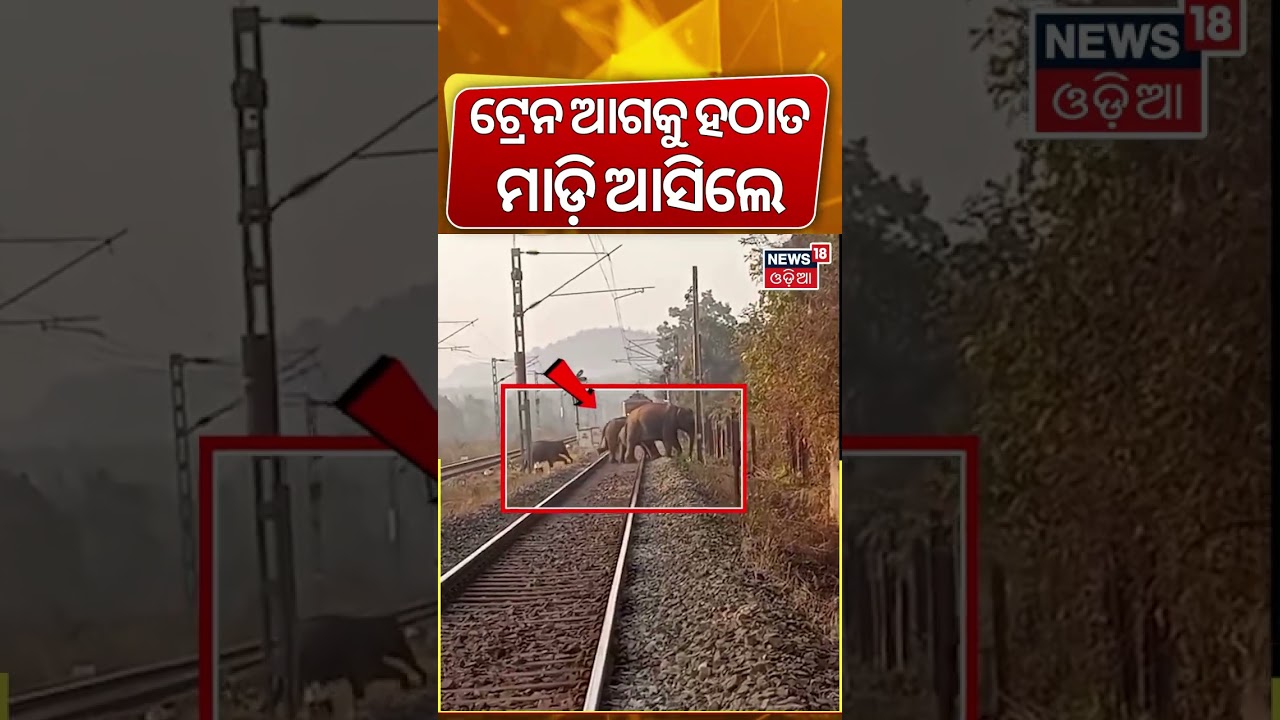 ଆସୁଥିଲା ଟ୍ରେନ୍, ହଠାତ୍ ମାଡ଼ି ଆସିଲେ… Train Stops as 14 Elephants Cross Railway Track in Odisha ଆସୁଥିଲା ଟ୍ରେନ୍, ହଠାତ୍ ମାଡ଼ି ଆସିଲେ… Train Stops as 14 Elephants Cross Railway Track in Odisha