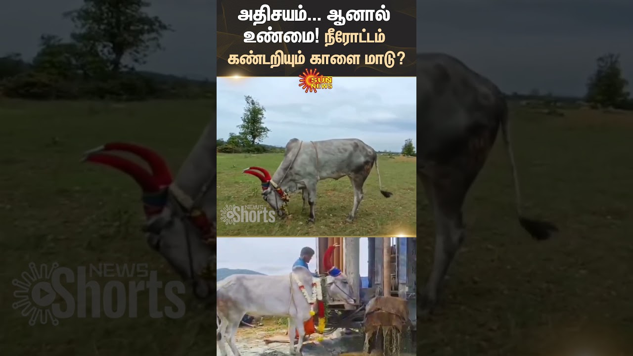 Miraculous | Bull Detects Underground Water Flow | Karnataka Farmers | Sun News Miraculous | Bull Detects Underground Water Flow | Karnataka Farmers | Sun News