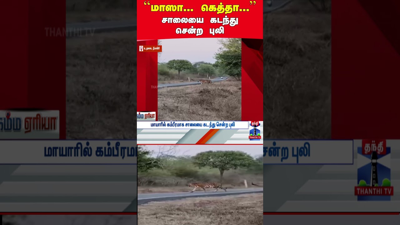 nilagiri | tiger | forest | tourist nilagiri | tiger | forest | tourist