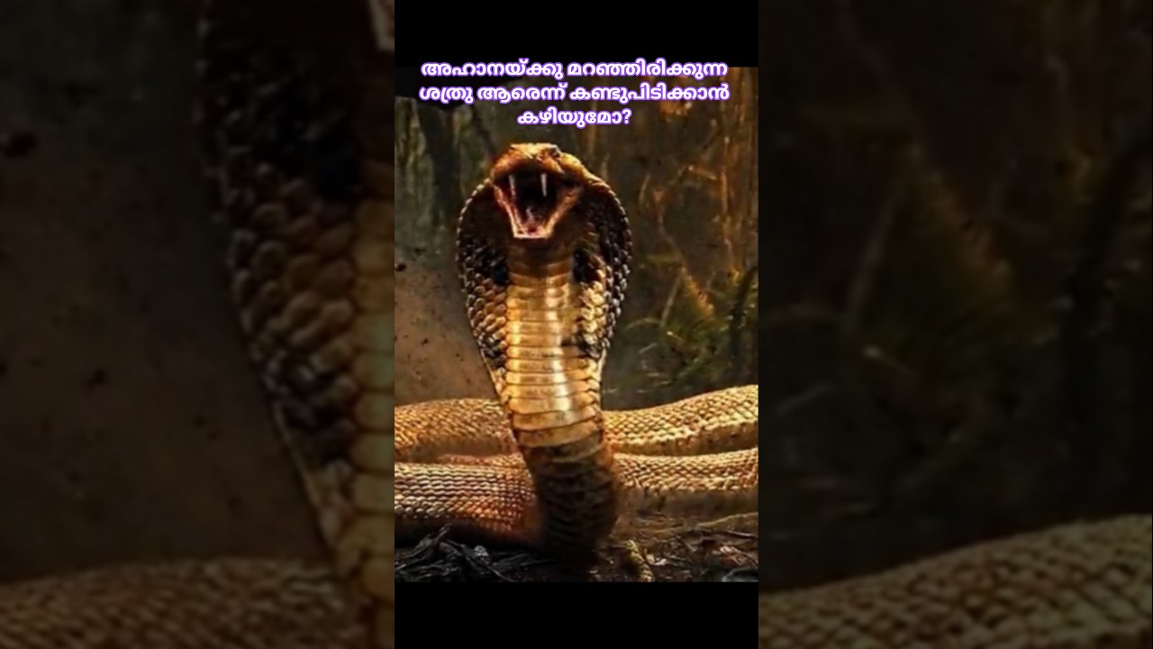 നാഗകന്യക 7 |#slowvideo #shorts #naagin #thriller #Malayalam explanation| #Supernatural story നാഗകന്യക 7 |#slowvideo #shorts #naagin #thriller #Malayalam explanation| #Supernatural story