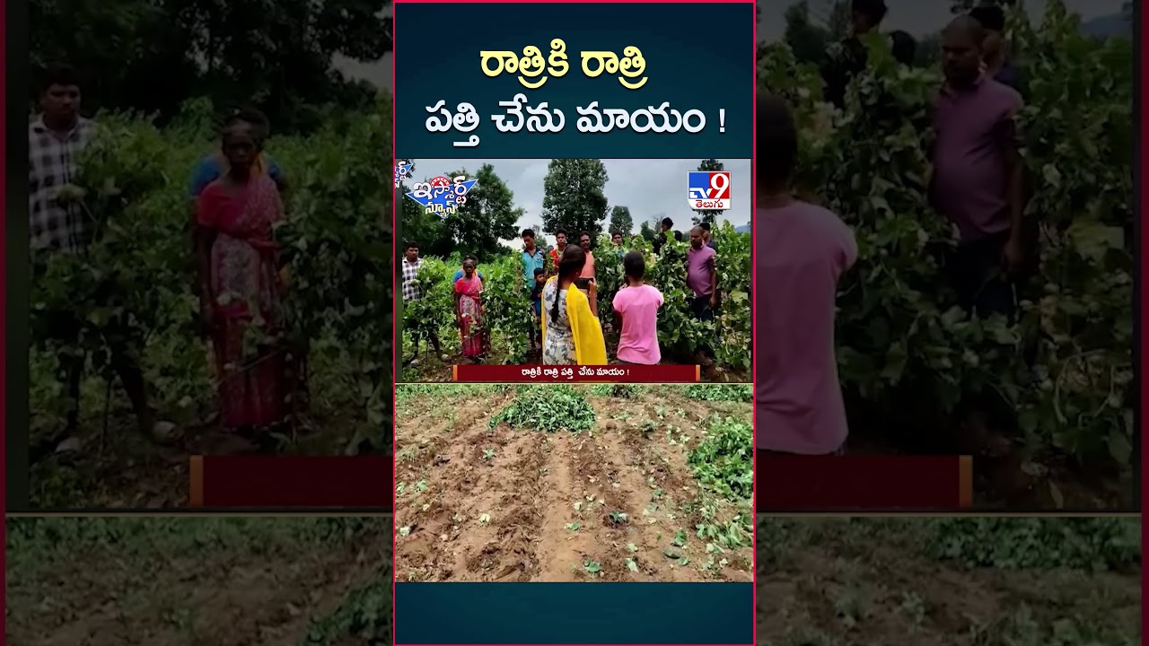 iSmart News : రాత్రికి రాత్రి పత్తి చేను మాయం ! | Cotton – TV9 iSmart News : రాత్రికి రాత్రి పత్తి చేను మాయం ! | Cotton – TV9