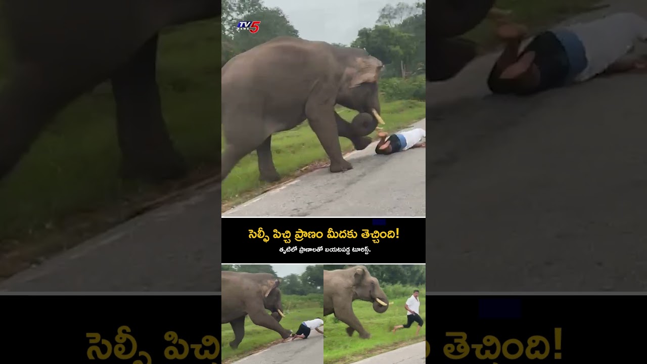 సెల్ఫీ పిచ్చి ప్రాణం మీదకు తెచ్చింది..! #HumanAnimalConflict #WildElephant #bandipur #tv5news సెల్ఫీ పిచ్చి ప్రాణం మీదకు తెచ్చింది..! #HumanAnimalConflict #WildElephant #bandipur #tv5news