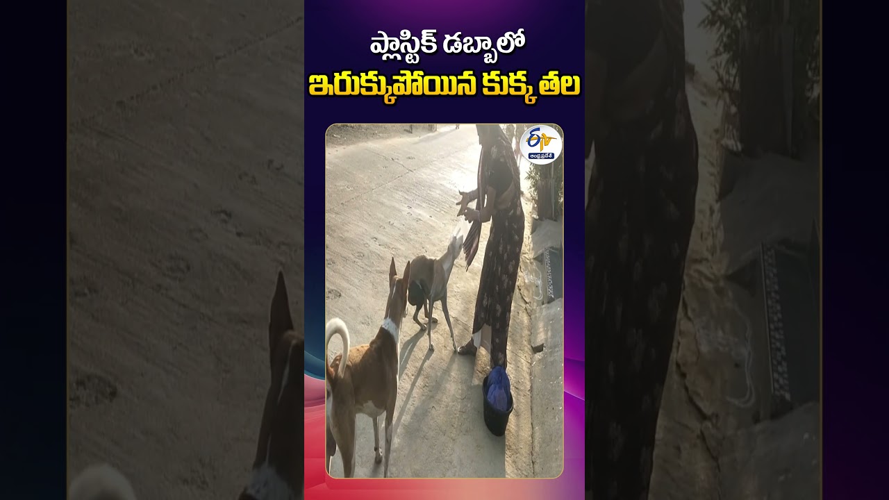 Dog Struggles in Badvel ! Head Stuck in Plastic Box Dog Struggles in Badvel ! Head Stuck in Plastic Box