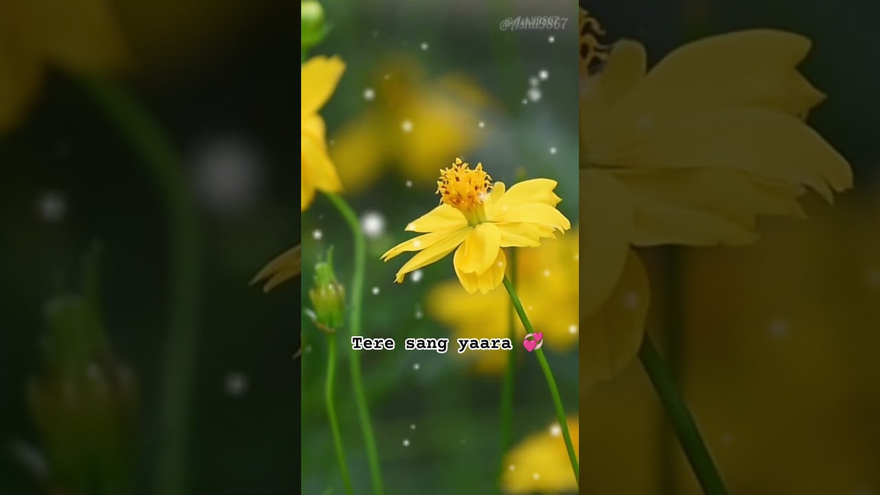 Tere Sang Yara,trending hindi#love#nature latest bollywood new song comletest bollywood new song com Tere Sang Yara,trending hindi#love#nature latest bollywood new song comletest bollywood new song com