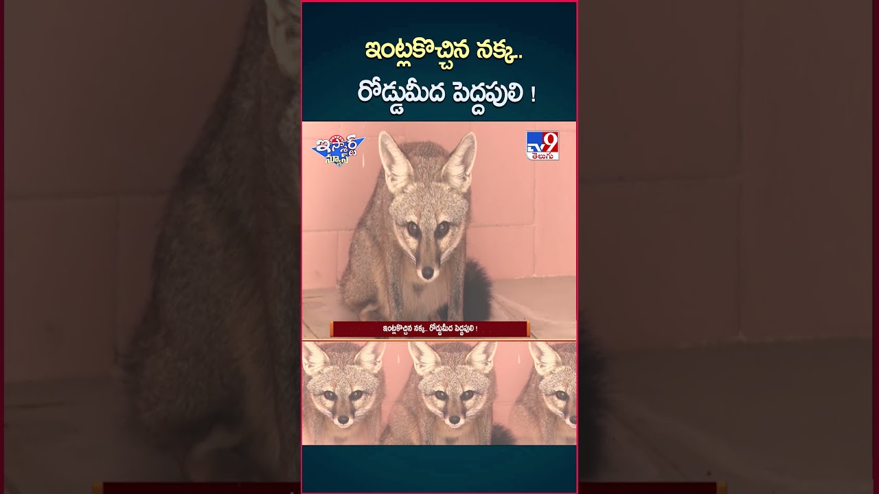 iSmart News : ఇంట్లకొచ్చిన నక్క.. రోడ్డుమీద పెద్దపులి ! | Fox | Tiger – TV9 iSmart News : ఇంట్లకొచ్చిన నక్క.. రోడ్డుమీద పెద్దపులి ! | Fox | Tiger – TV9