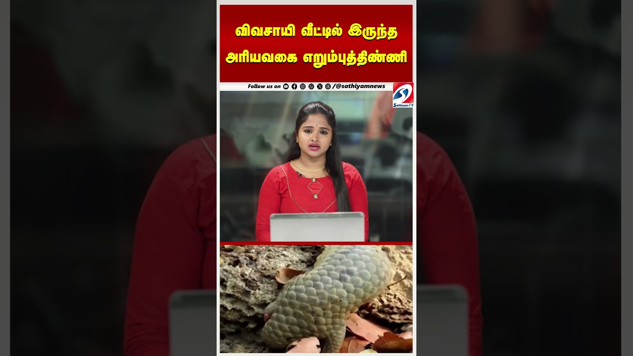 விவசாயி வீட்டில் இருந்த அரியவகை எறும்புத்திண்ணி விவசாயி வீட்டில் இருந்த அரியவகை எறும்புத்திண்ணி