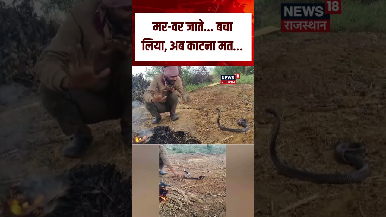 MP Man Snake Viral Video : सांप से बातें करते युवक का वीडियो वायरल! | N18S | Top News | Viral Video MP Man Snake Viral Video : सांप से बातें करते युवक का वीडियो वायरल! | N18S | Top News | Viral Video