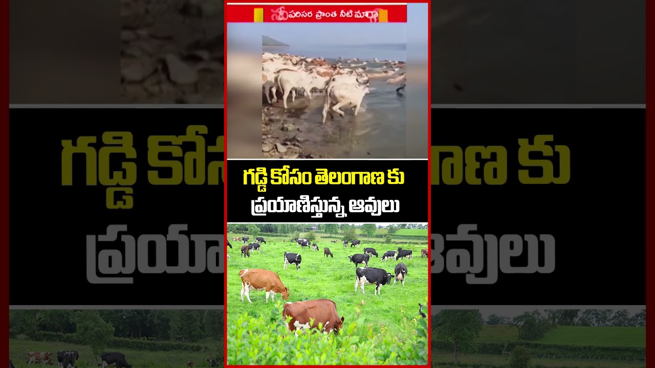 గడ్డి కోసం తెలంగాణ కు ప్రయాణిస్తున్న ఆవులు | Nalgond District | Grass | Mahaa News గడ్డి కోసం తెలంగాణ కు ప్రయాణిస్తున్న ఆవులు | Nalgond District | Grass | Mahaa News