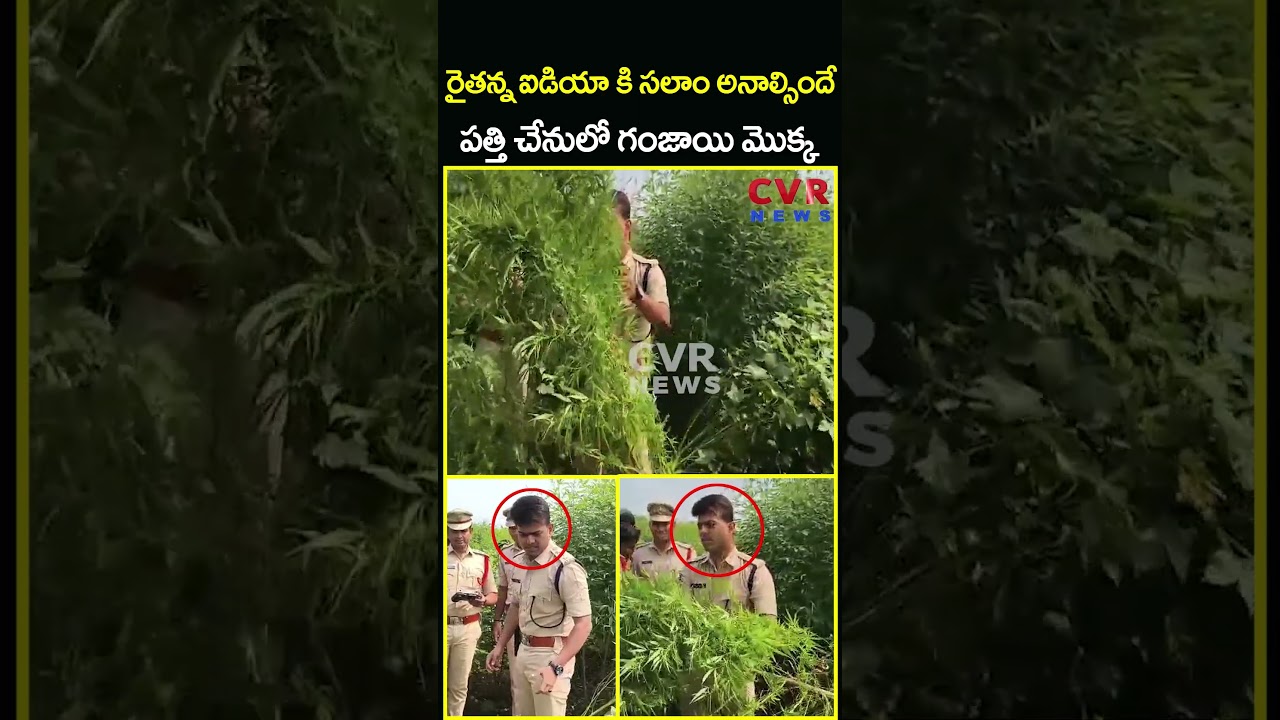 రైతన్న ఐడియా కి సలాం అనాల్సిందే పత్తి చేనులో గంజాయి మొక్క | Cannabis Trees Cotton Crop | CVR News రైతన్న ఐడియా కి సలాం అనాల్సిందే పత్తి చేనులో గంజాయి మొక్క | Cannabis Trees Cotton Crop | CVR News